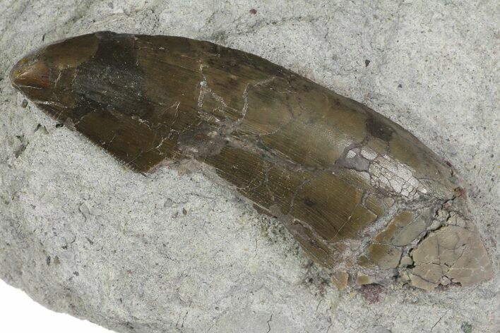 Large, Allosaurus Tooth In Sandstone - Colorado #173073